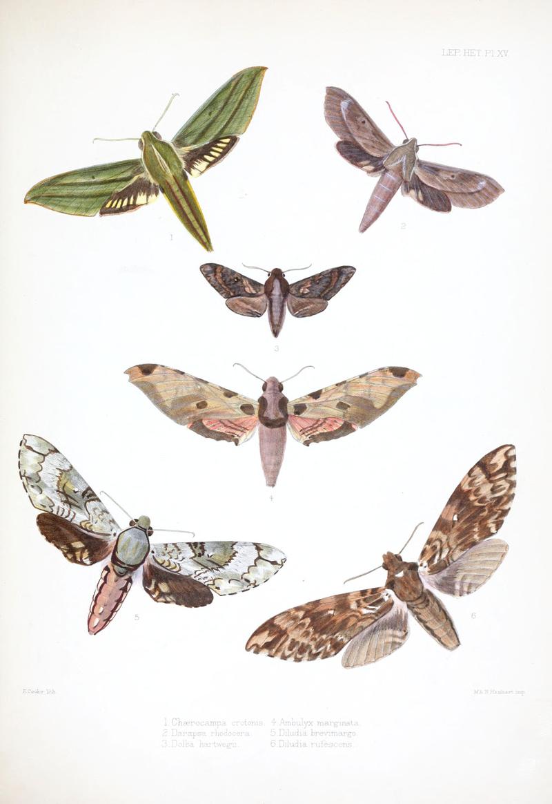Illustrations of typical specimens of Lepidoptera Heterocera in the collection of the British Museum (Pl. XV) BHL23314602