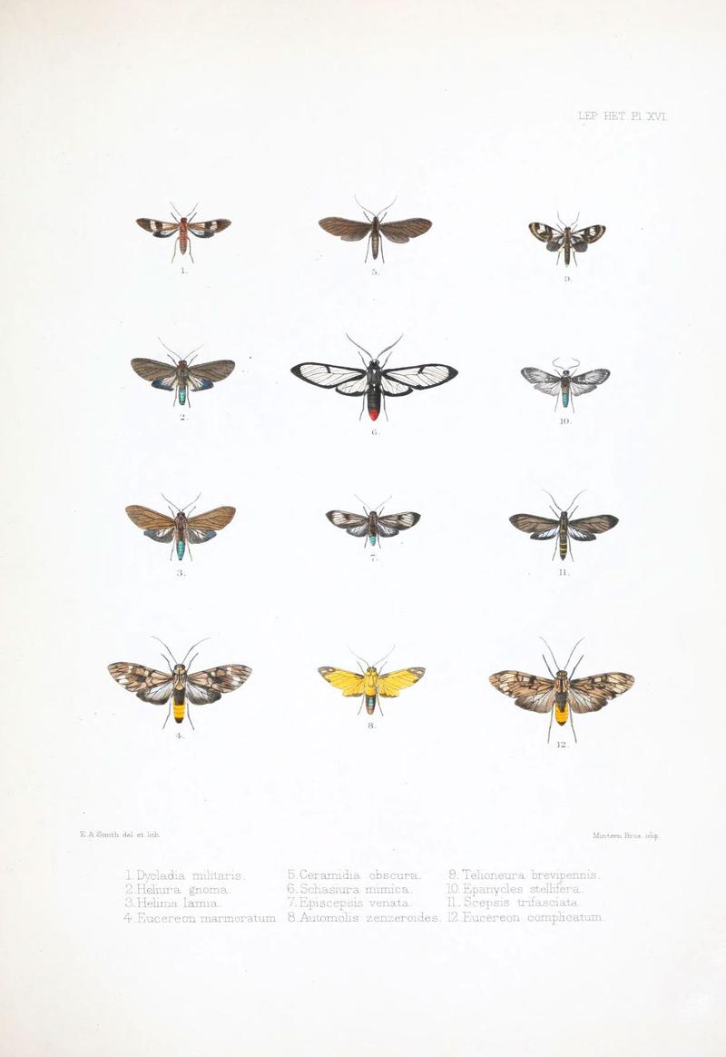 Illustrations of typical specimens of Lepidoptera Heterocera in the collection of the British Museum (Pl. XVI) (6441540183)