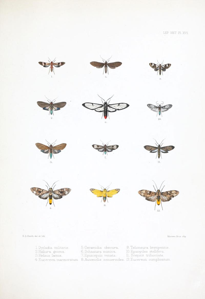 Illustrations of typical specimens of Lepidoptera Heterocera in the collection of the British Museum (Pl. XVI) BHL23314604