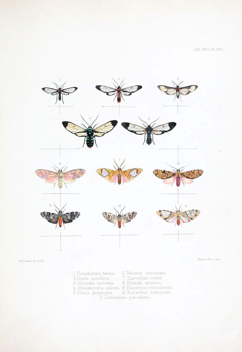 Illustrations of typical specimens of Lepidoptera Heterocera in the collection of the British Museum (Pl. XVII) (6441540449)