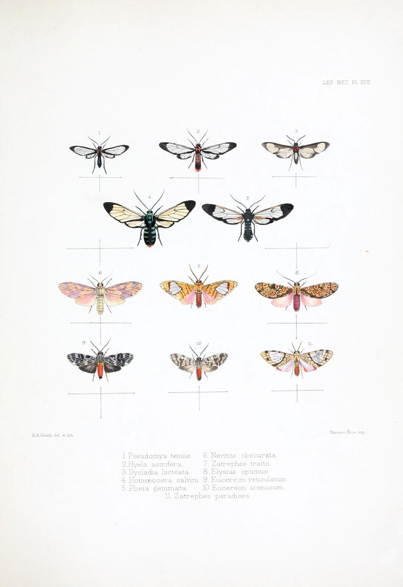 Illustrations of typical specimens of Lepidoptera Heterocera in the collection of the British Museum (Pl. XVII) BHL23314606