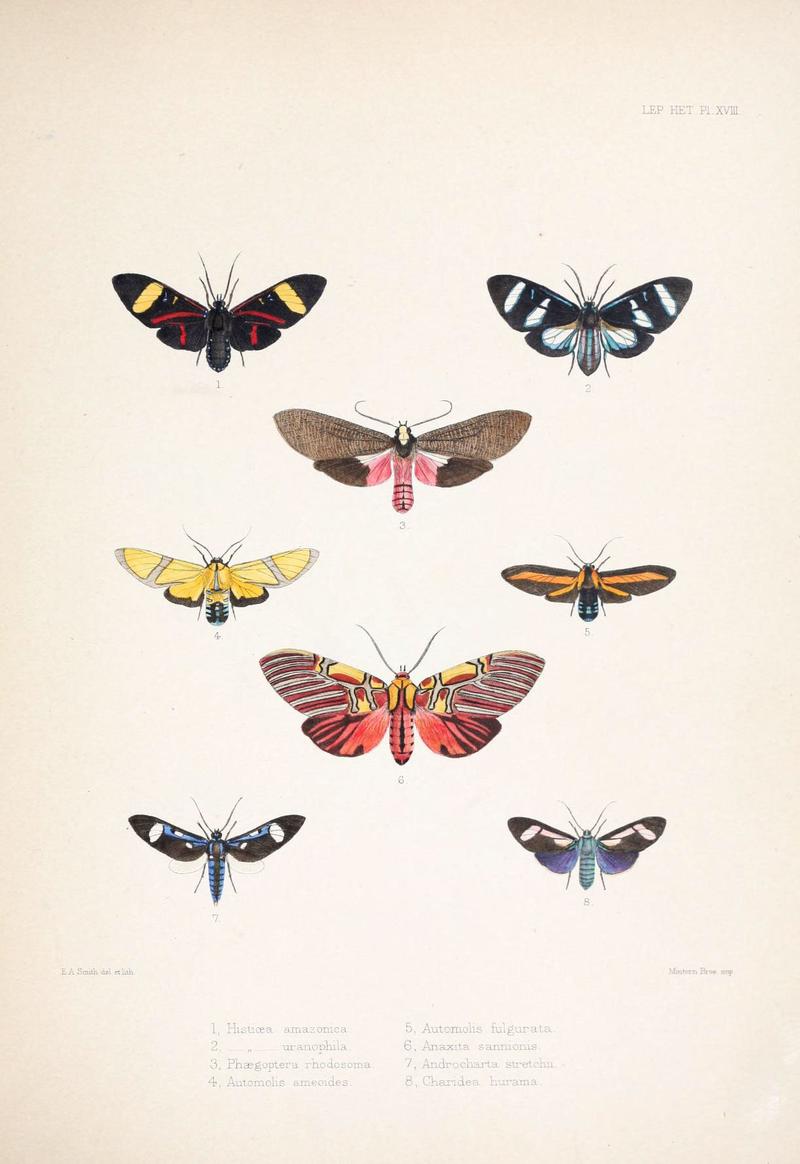 Illustrations of typical specimens of Lepidoptera Heterocera in the collection of the British Museum (Pl. XVIII) (6441540695)