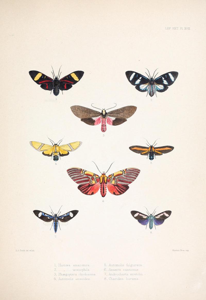 Illustrations of typical specimens of Lepidoptera Heterocera in the collection of the British Museum (Pl. XVIII) BHL23314608