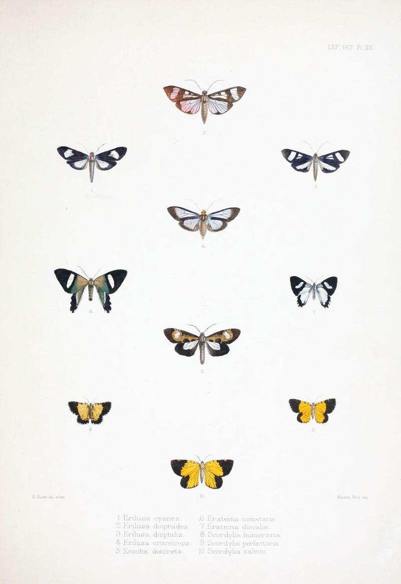 Illustrations of typical specimens of Lepidoptera Heterocera in the collection of the British Museum (Pl. XX) (6441541343)