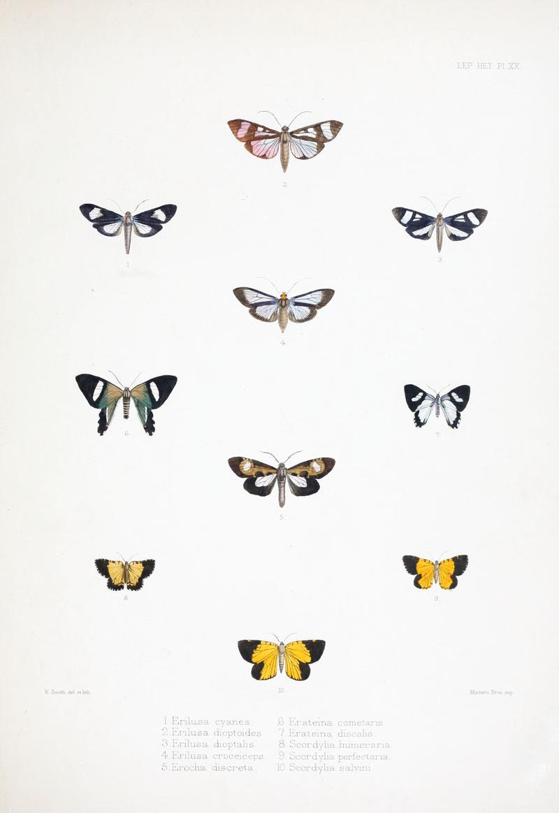 Illustrations of typical specimens of Lepidoptera Heterocera in the collection of the British Museum (Pl. XX) BHL23314612