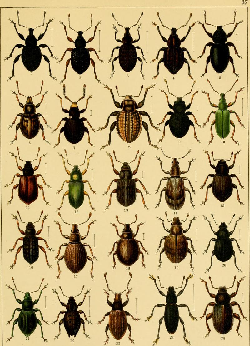 Image from page 408 of Calwers Käferbuch; einfürhrung in die kenntnis der käfer Europas (1916)