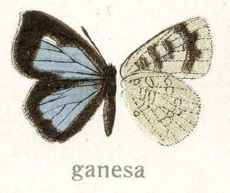 Panchala ganesa