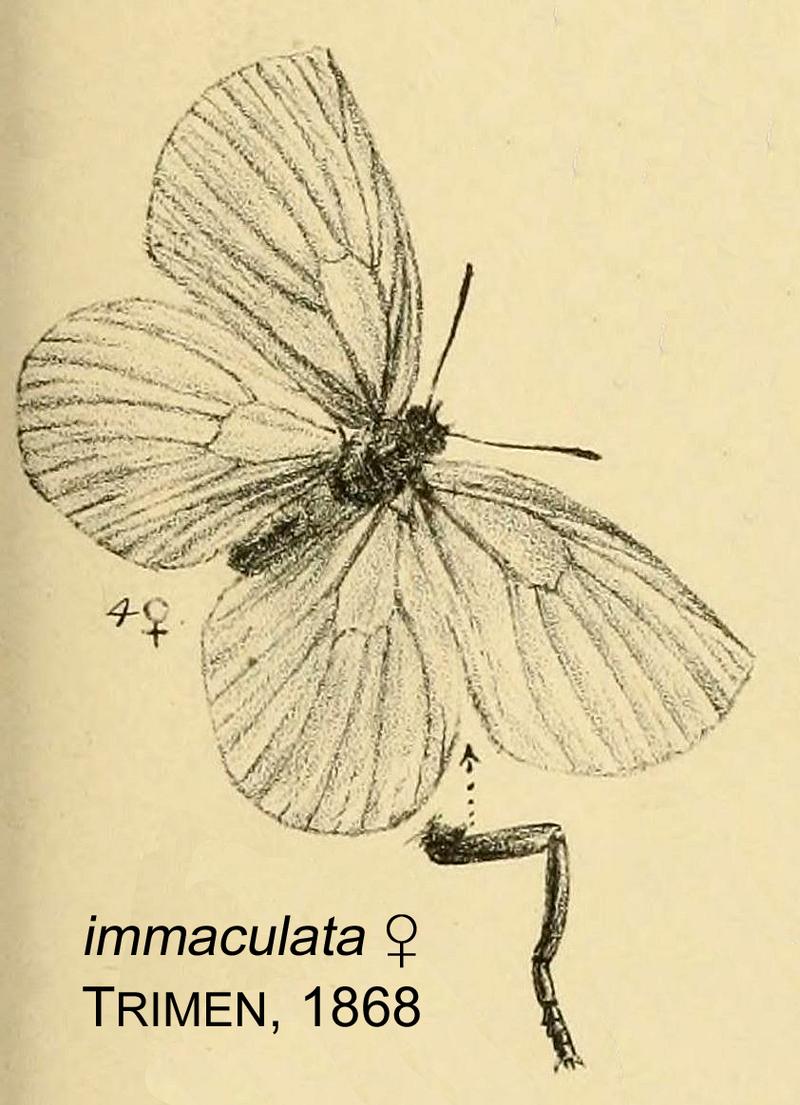 Deloneura immaculata from original description