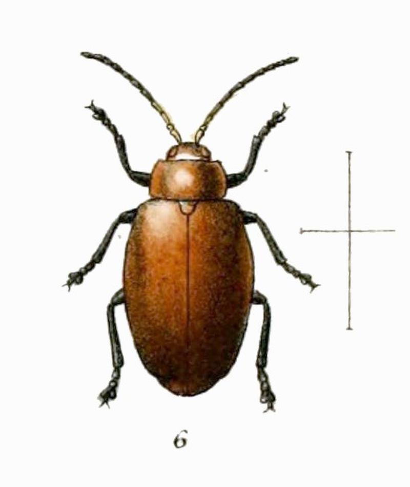 Impensa gibbosa from GalerucinaePurkiss (cropped)