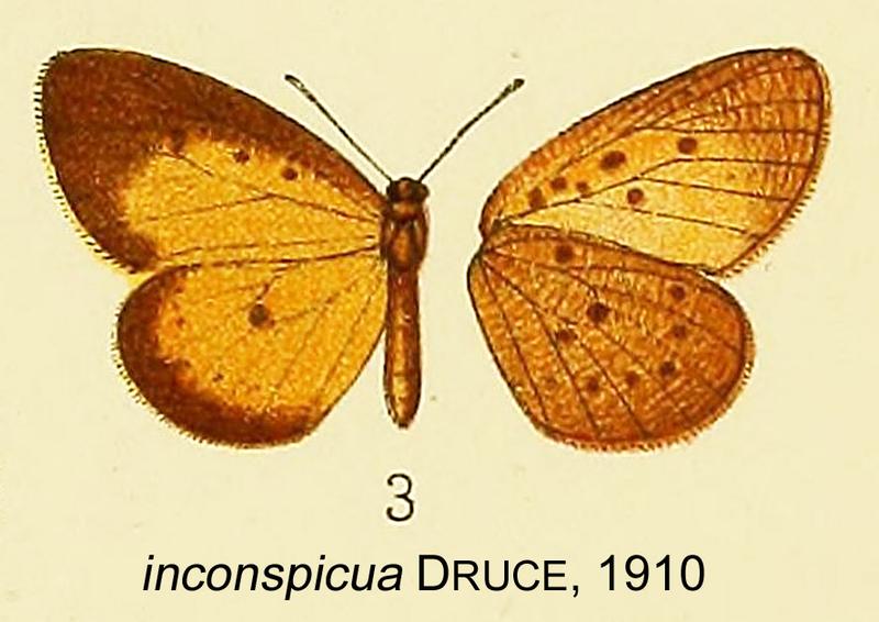 Pentila inconspicua from original description