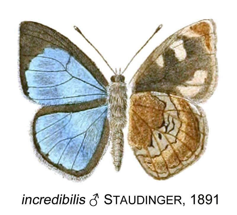 incredibilis from original description