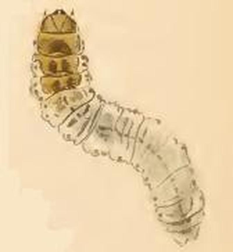 Incurvaria koerneriella larva