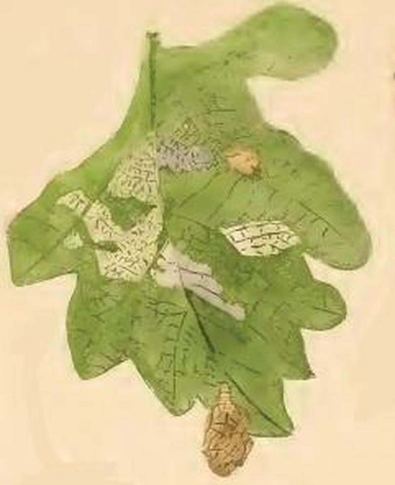 Incurvaria masculella an oak leaf eaten by larva