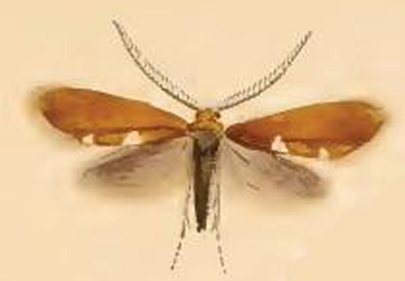 Incurvaria masculella ill