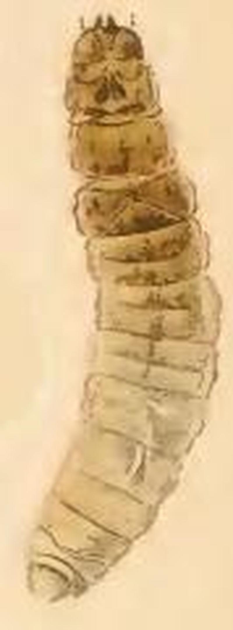 Incurvaria masculella larva