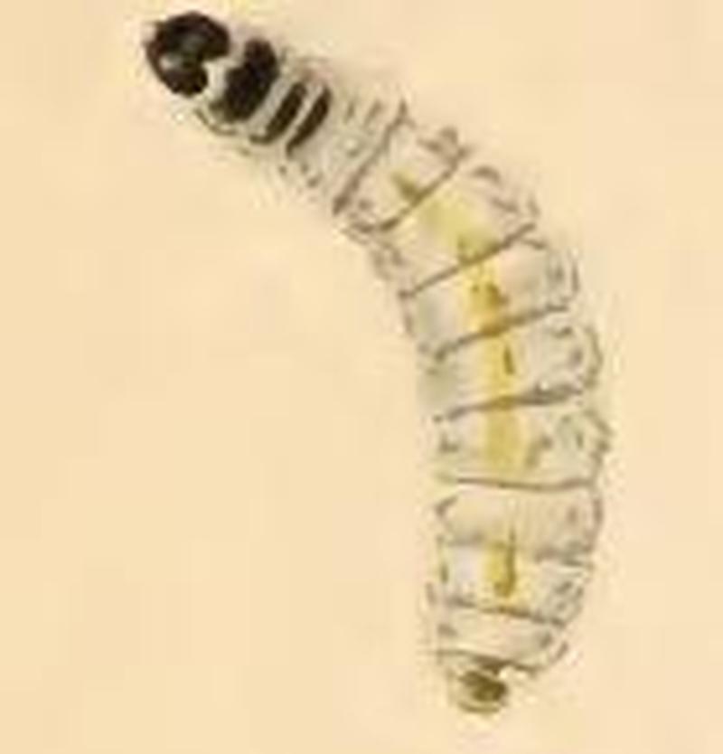 Incurvaria pectinea larva