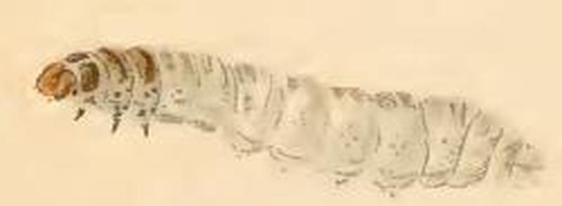 Incurvaria pectinea young larva