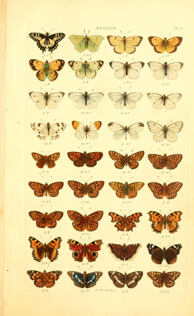 Index entomologicus, or, A complete illustrated catalogue, consisting of 1944 figures, of the lepidopterous insects of Great Britain (Pl. 1) BHL12773166