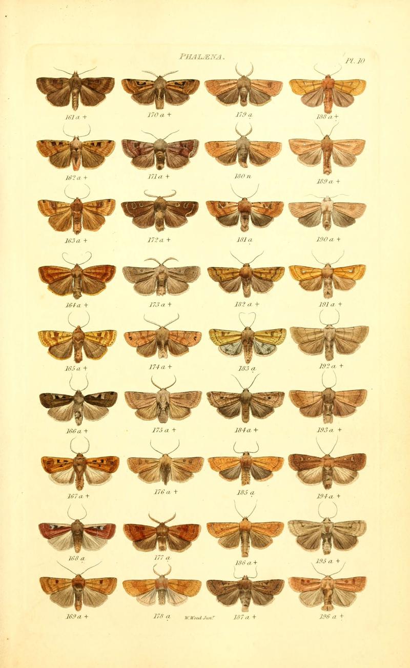 Index entomologicus, or, A complete illustrated catalogue, consisting of 1944 figures, of the lepidopterous insects of Great Britain (Pl. 10) (6055589685)
