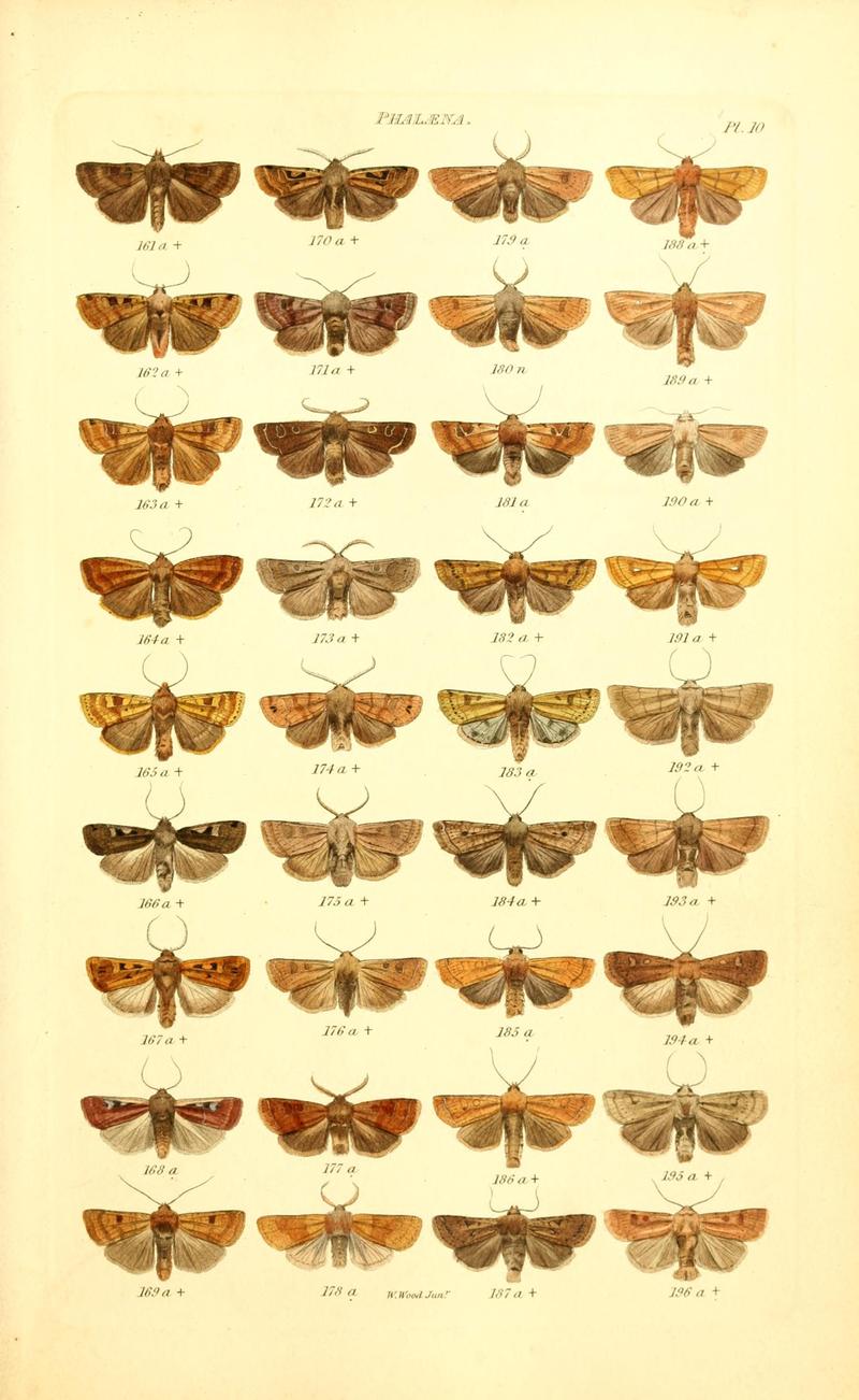 Index entomologicus, or, A complete illustrated catalogue, consisting of 1944 figures, of the lepidopterous insects of Great Britain (Pl. 10) BHL12773243