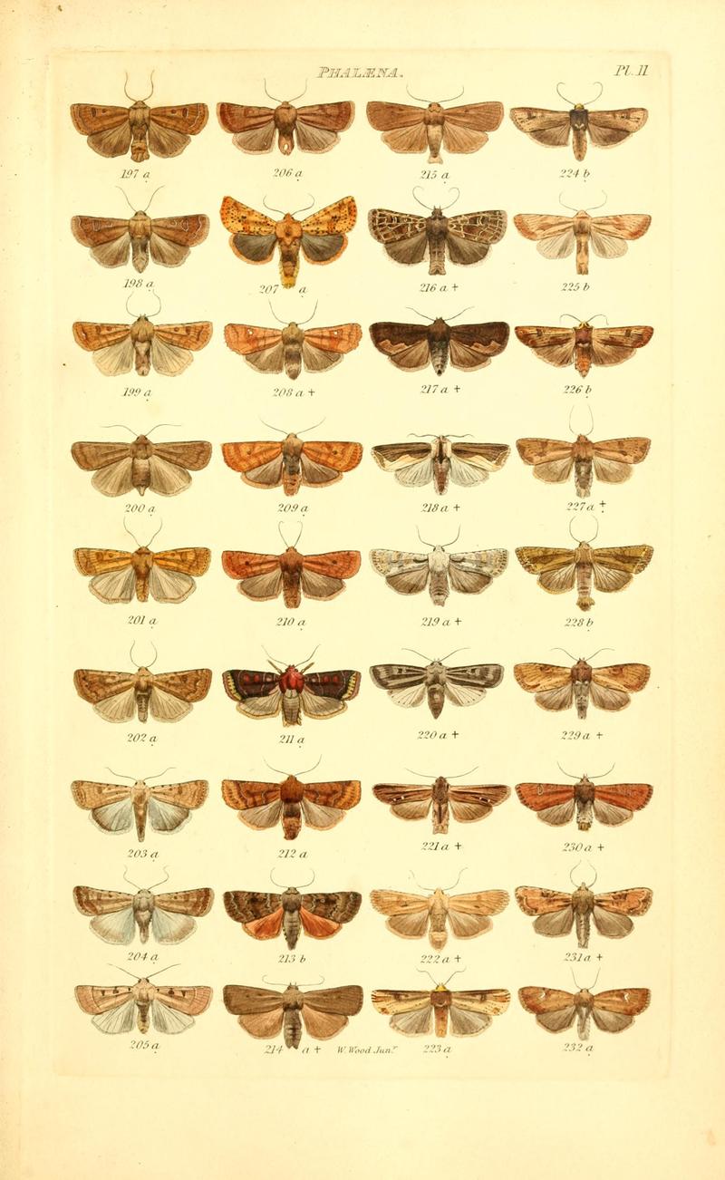 Index entomologicus, or, A complete illustrated catalogue, consisting of 1944 figures, of the lepidopterous insects of Great Britain (Pl. 11) BHL12773245