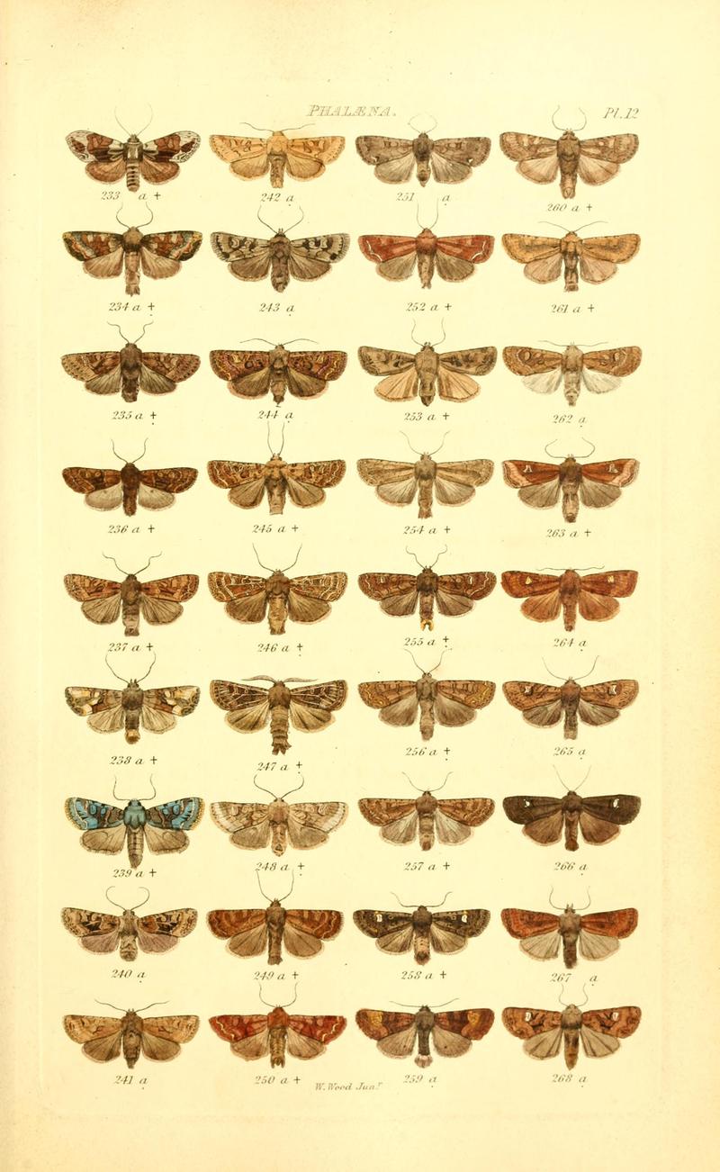 Index entomologicus, or, A complete illustrated catalogue, consisting of 1944 figures, of the lepidopterous insects of Great Britain (Pl. 12) BHL12773263