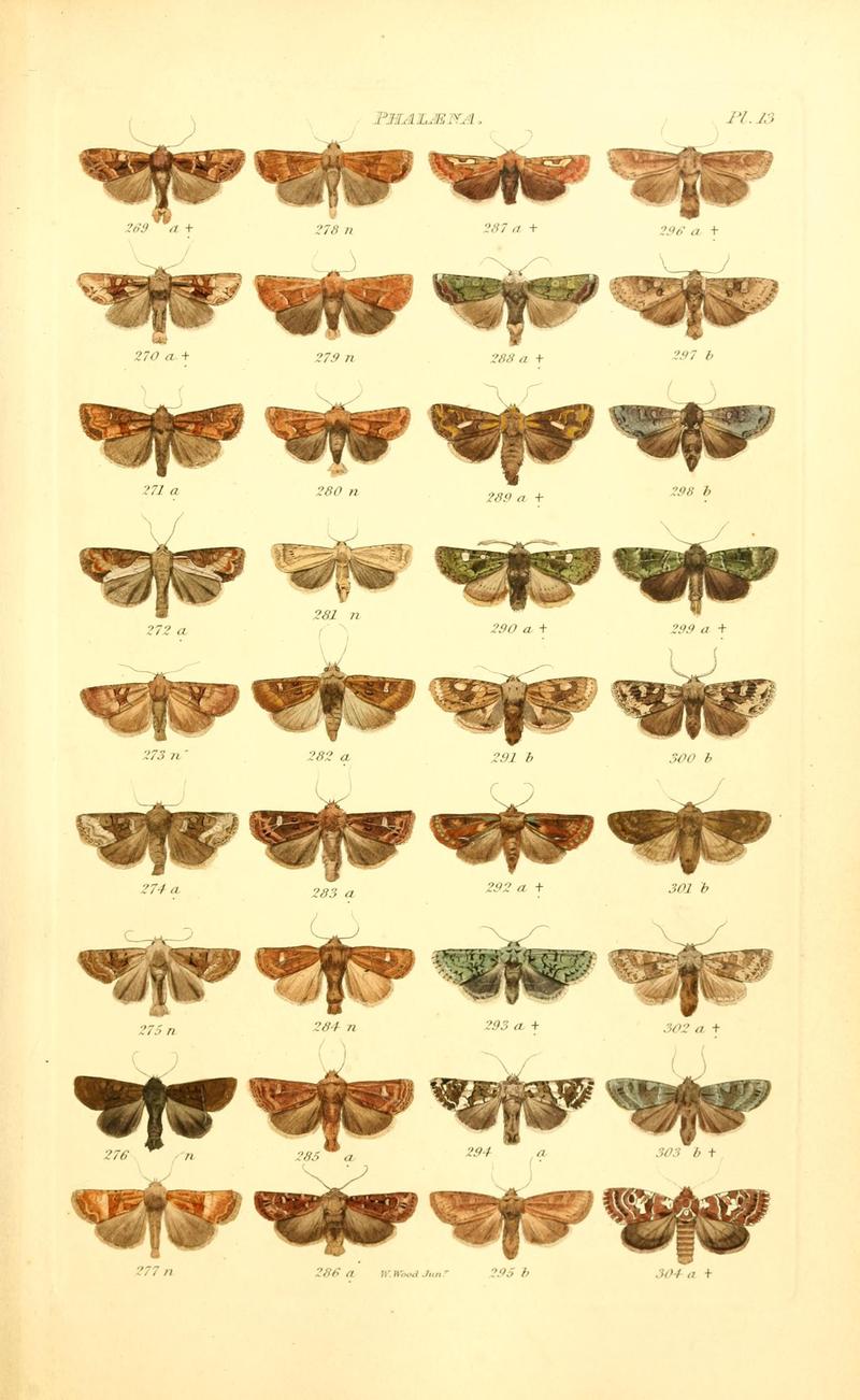 Index entomologicus, or, A complete illustrated catalogue, consisting of 1944 figures, of the lepidopterous insects of Great Britain (Pl. 13) BHL12773265