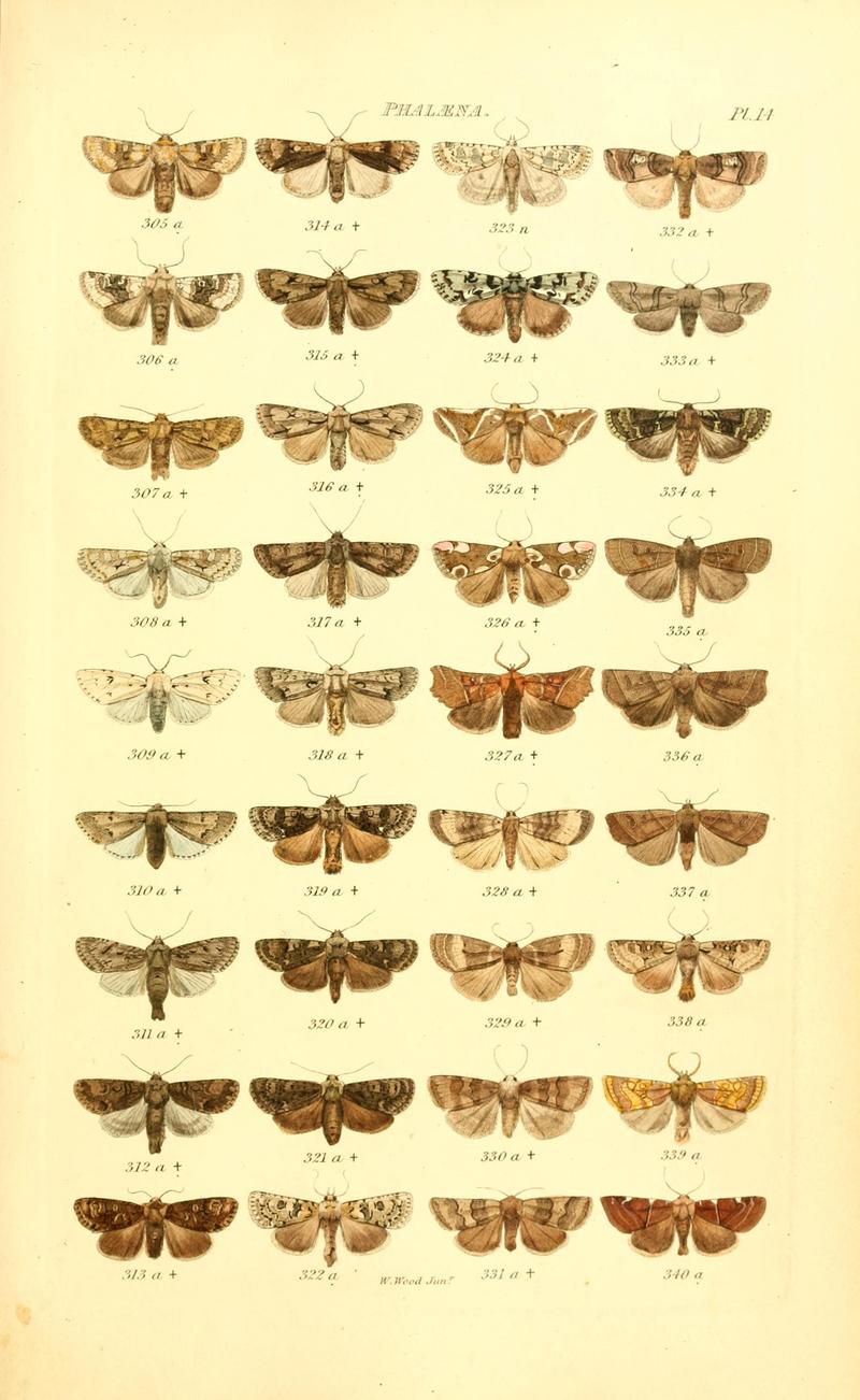 Index entomologicus, or, A complete illustrated catalogue, consisting of 1944 figures, of the lepidopterous insects of Great Britain (Pl. 14) BHL12773267