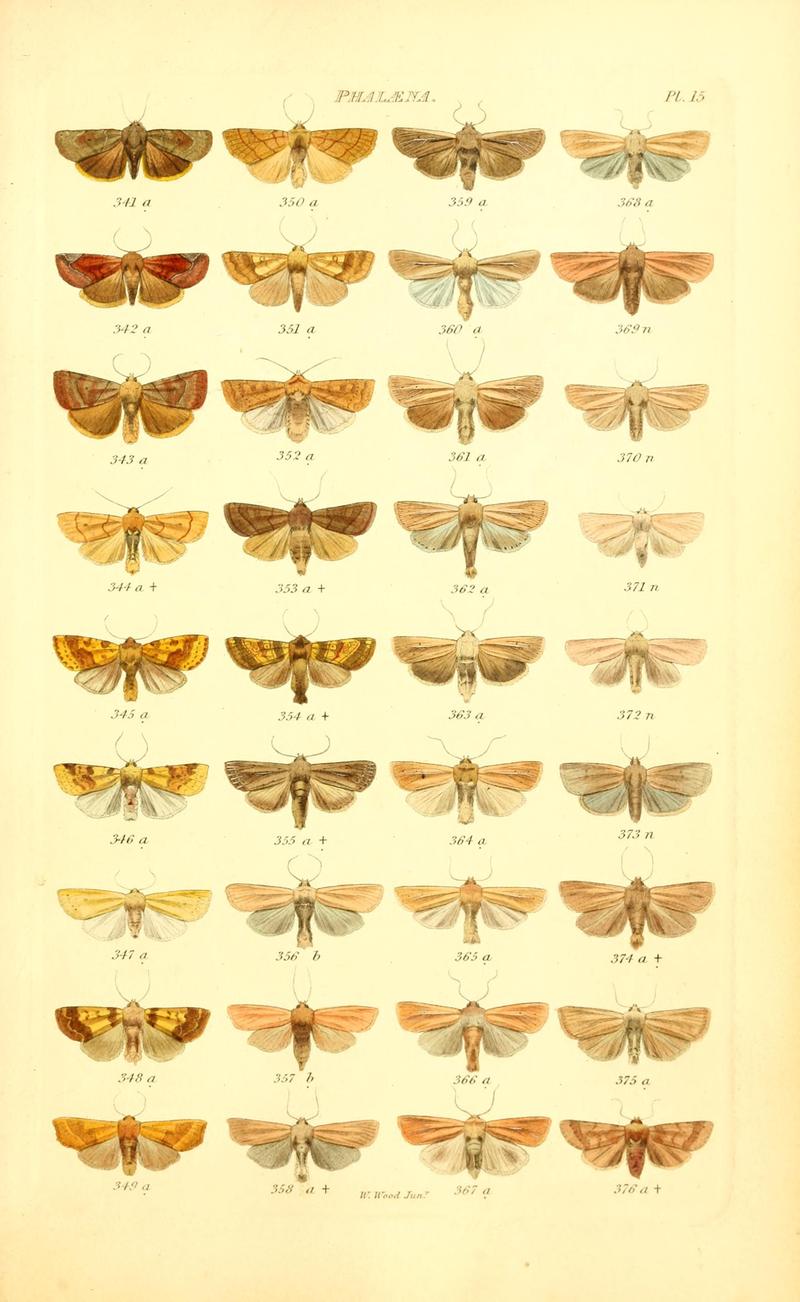 Index entomologicus, or, A complete illustrated catalogue, consisting of 1944 figures, of the lepidopterous insects of Great Britain (Pl. 15) BHL12773277