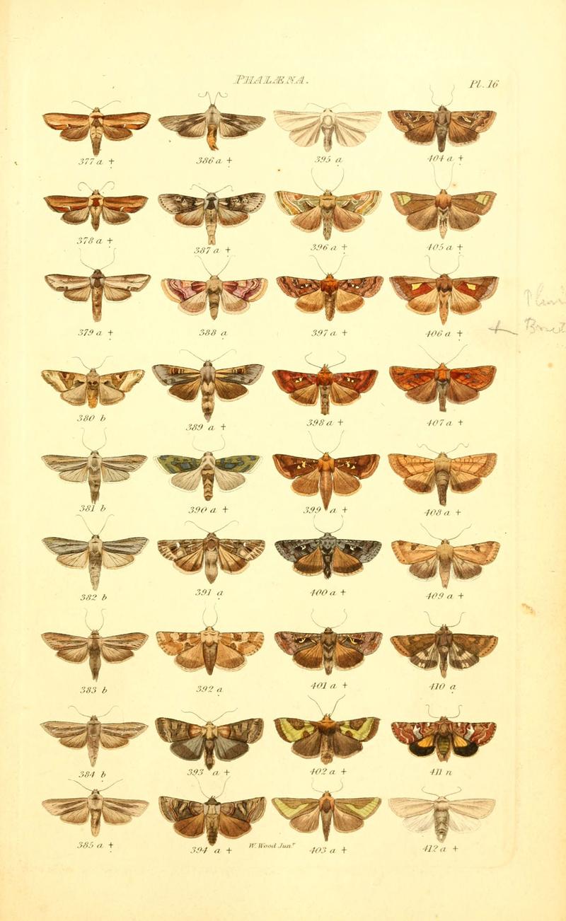 Index entomologicus, or, A complete illustrated catalogue, consisting of 1944 figures, of the lepidopterous insects of Great Britain (Pl. 16) (6055591047)