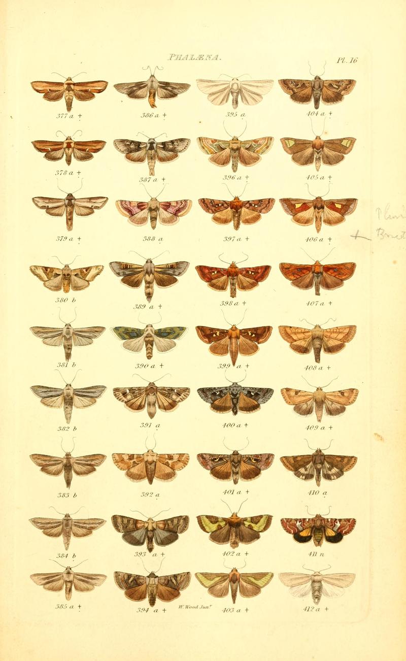 Index entomologicus, or, A complete illustrated catalogue, consisting of 1944 figures, of the lepidopterous insects of Great Britain (Pl. 16) BHL12773279