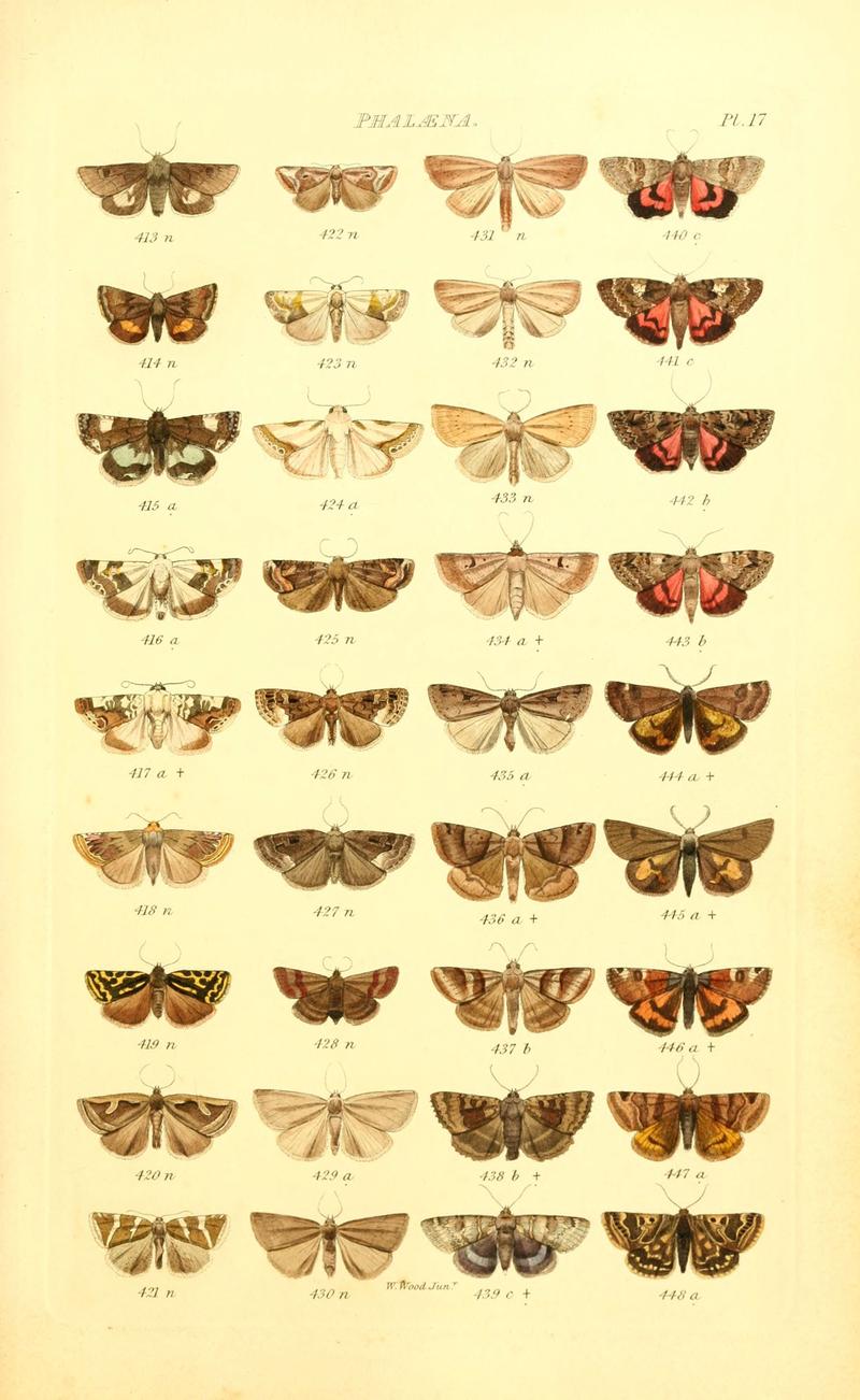 Index entomologicus, or, A complete illustrated catalogue, consisting of 1944 figures, of the lepidopterous insects of Great Britain (Pl. 17) (6056137680)