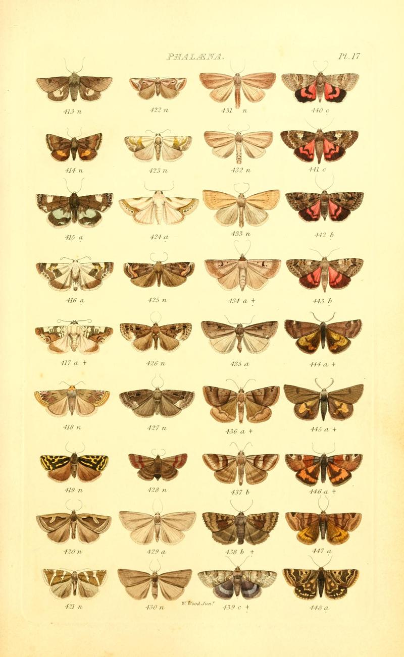 Index entomologicus, or, A complete illustrated catalogue, consisting of 1944 figures, of the lepidopterous insects of Great Britain (Pl. 17) BHL12773289