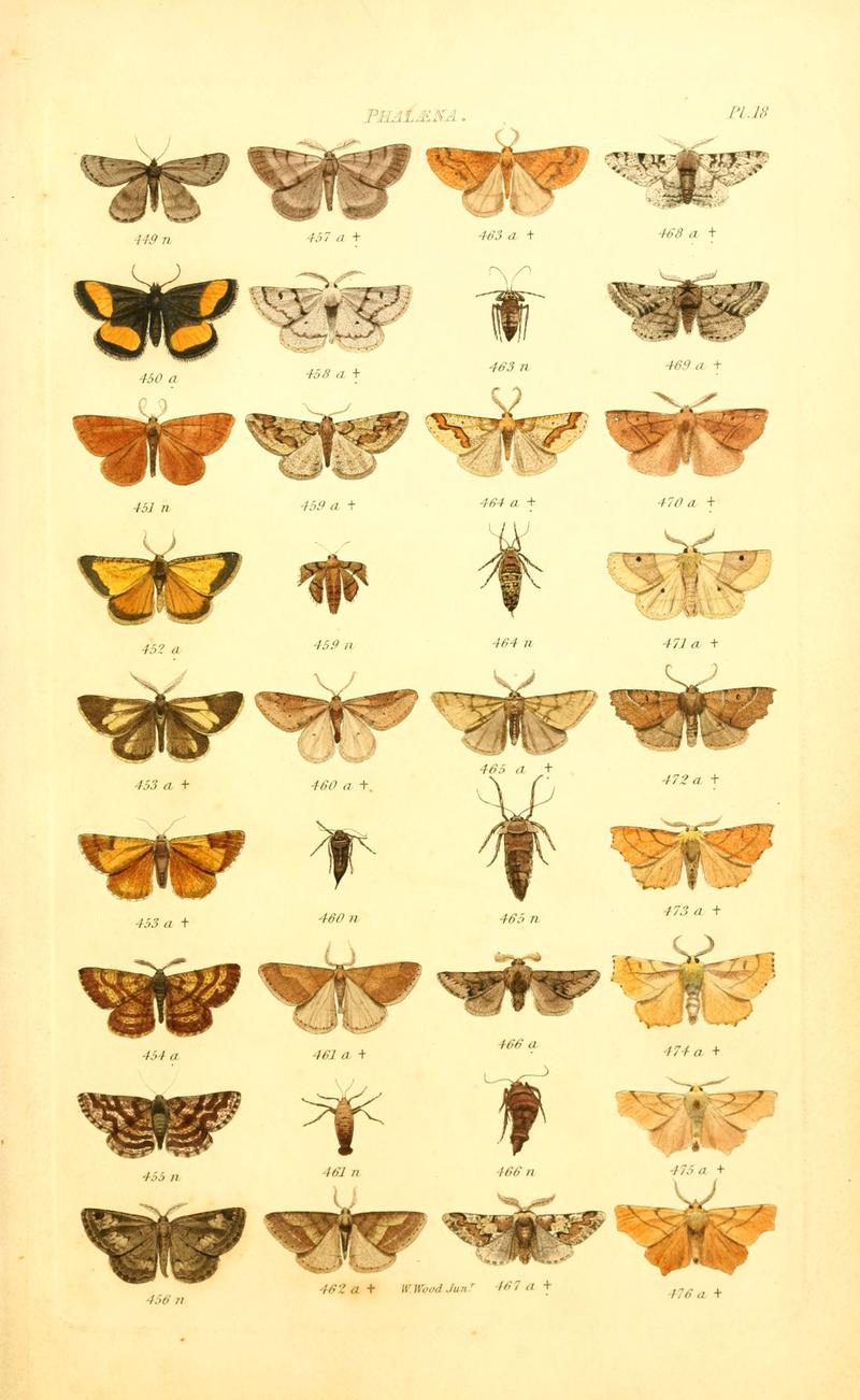 Index entomologicus, or, A complete illustrated catalogue, consisting of 1944 figures, of the lepidopterous insects of Great Britain (Pl. 18) (6056137970)