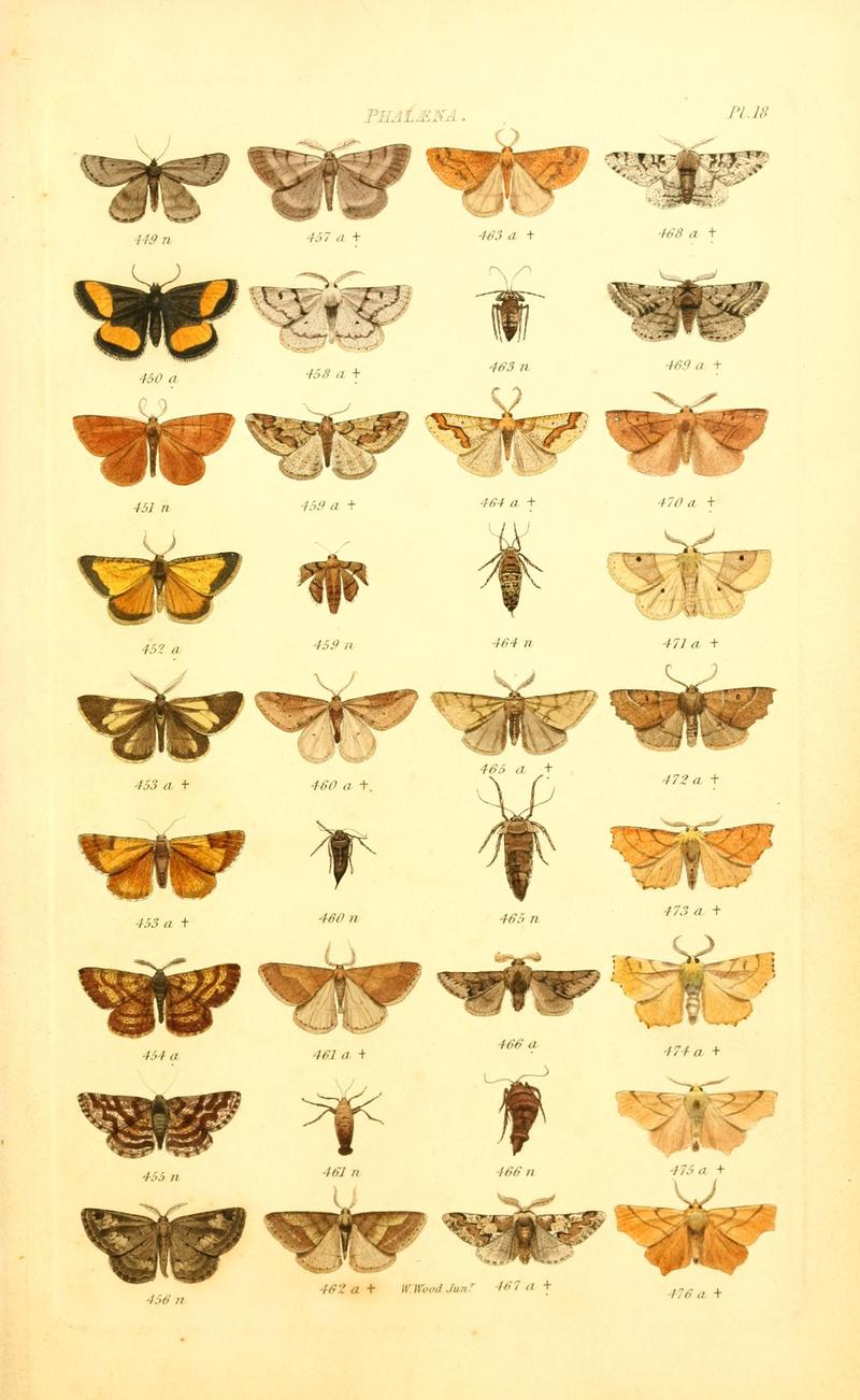 Index entomologicus, or, A complete illustrated catalogue, consisting of 1944 figures, of the lepidopterous insects of Great Britain (Pl. 18) BHL12773291