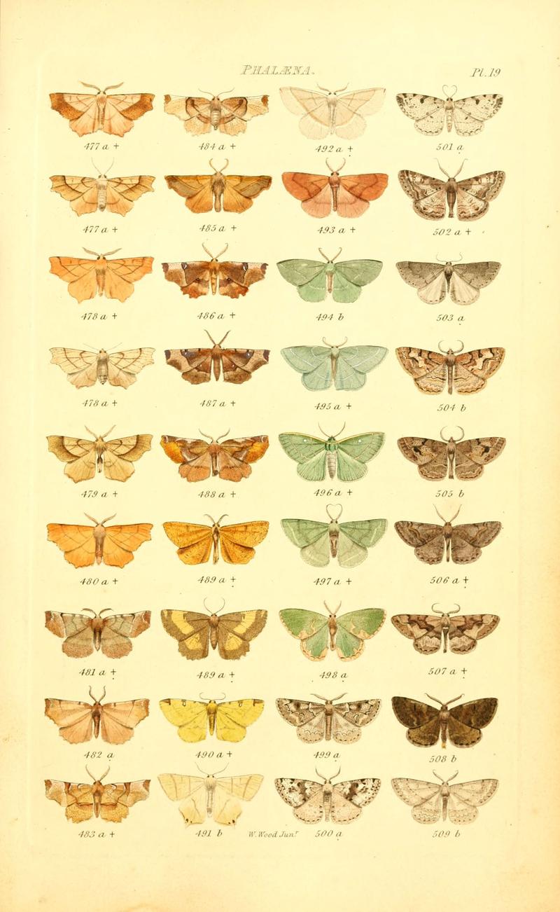 Index entomologicus, or, A complete illustrated catalogue, consisting of 1944 figures, of the lepidopterous insects of Great Britain (Pl. 19) (6055591947)