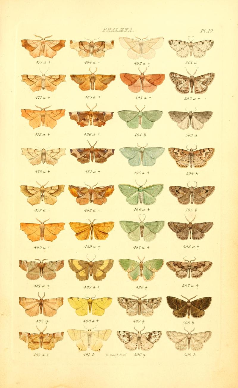 Index entomologicus, or, A complete illustrated catalogue, consisting of 1944 figures, of the lepidopterous insects of Great Britain (Pl. 19) BHL12773297