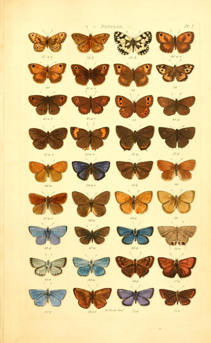 Index entomologicus, or, A complete illustrated catalogue, consisting of 1944 figures, of the lepidopterous insects of Great Britain (Pl. 2) BHL12773168