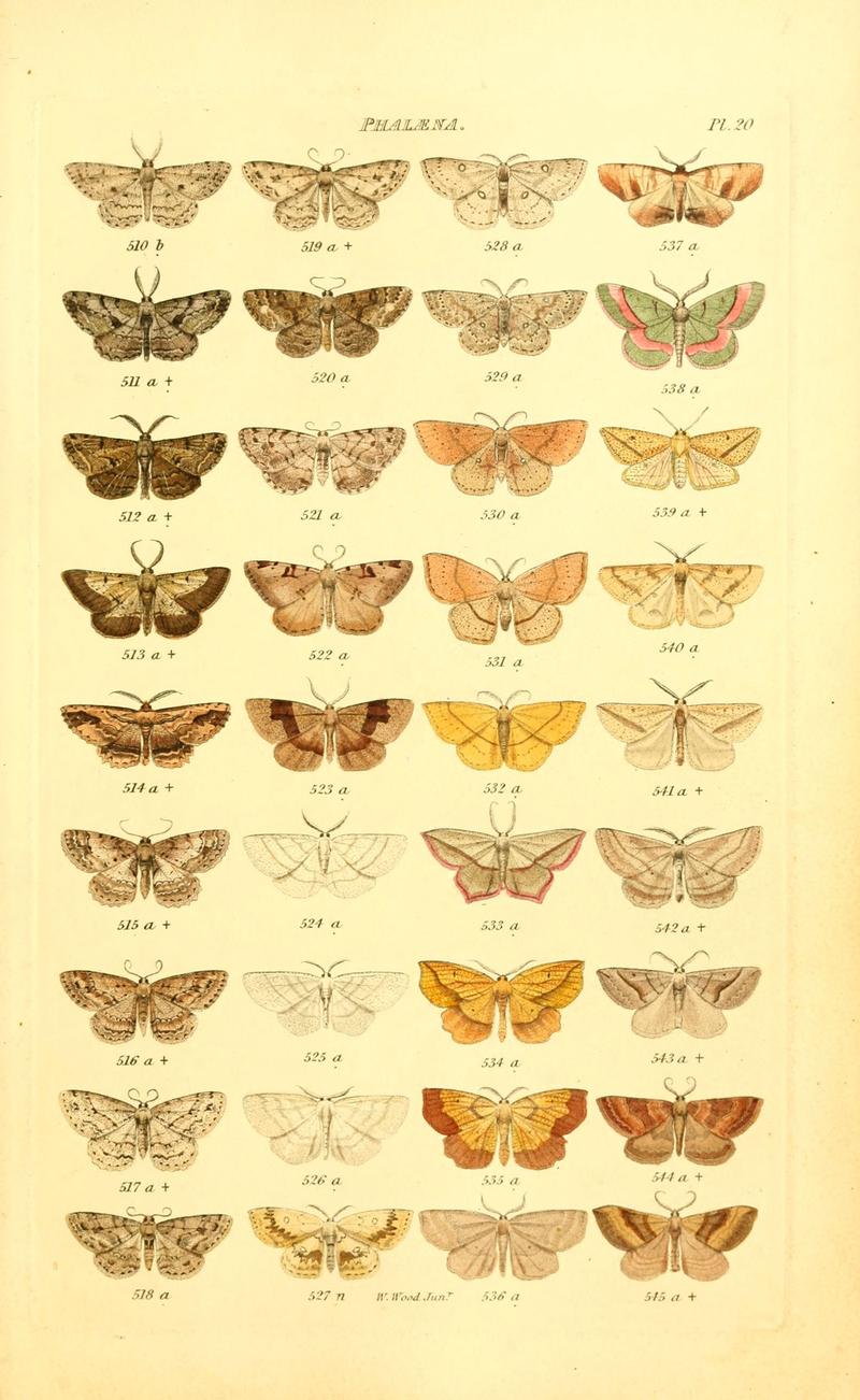 Index entomologicus, or, A complete illustrated catalogue, consisting of 1944 figures, of the lepidopterous insects of Great Britain (Pl. 20) (6055592333)