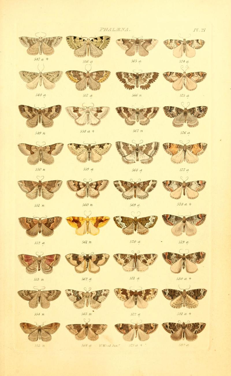 Index entomologicus, or, A complete illustrated catalogue, consisting of 1944 figures, of the lepidopterous insects of Great Britain (Pl. 21) (6055592615)