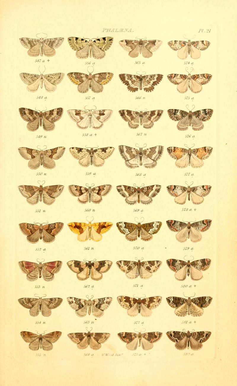 Index entomologicus, or, A complete illustrated catalogue, consisting of 1944 figures, of the lepidopterous insects of Great Britain (Pl. 21) BHL12773311