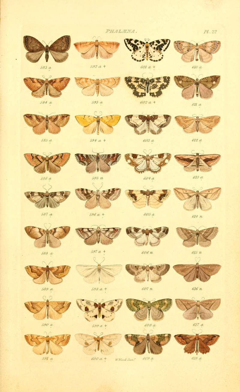 Index entomologicus, or, A complete illustrated catalogue, consisting of 1944 figures, of the lepidopterous insects of Great Britain (Pl. 22) (6056139422)