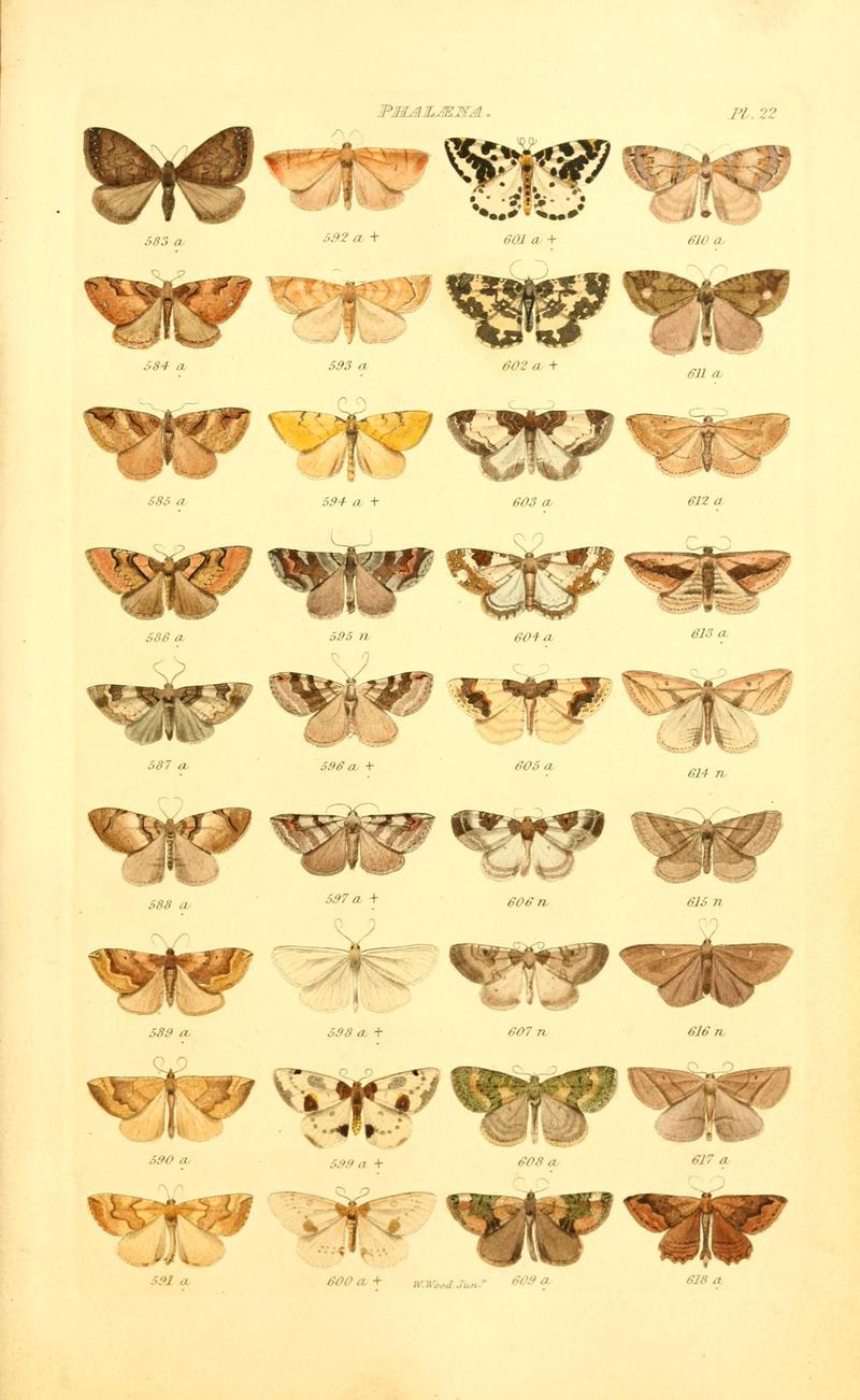 Index entomologicus, or, A complete illustrated catalogue, consisting of 1944 figures, of the lepidopterous insects of Great Britain (Pl. 22) BHL12773327