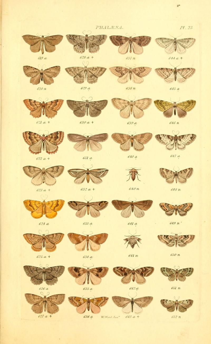 Index entomologicus, or, A complete illustrated catalogue, consisting of 1944 figures, of the lepidopterous insects of Great Britain (Pl. 23) (6055593167)