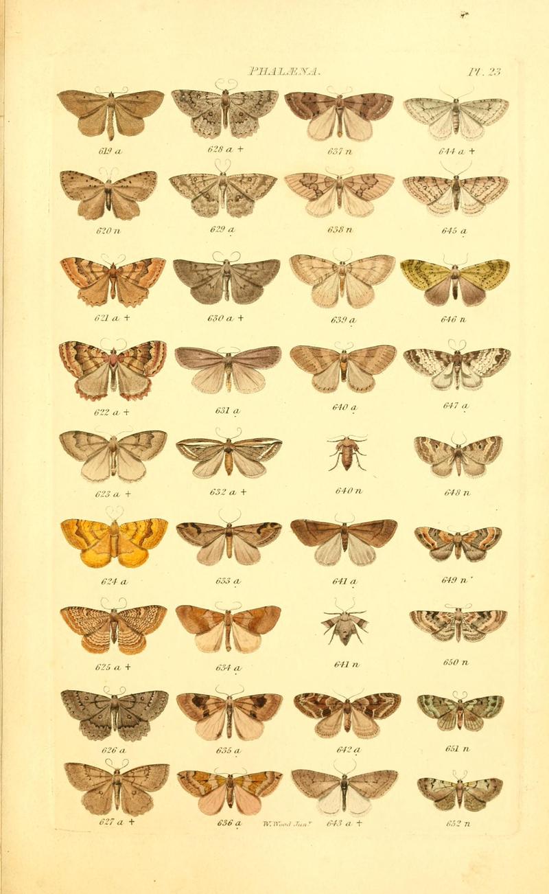 Index entomologicus, or, A complete illustrated catalogue, consisting of 1944 figures, of the lepidopterous insects of Great Britain (Pl. 23) BHL12773329