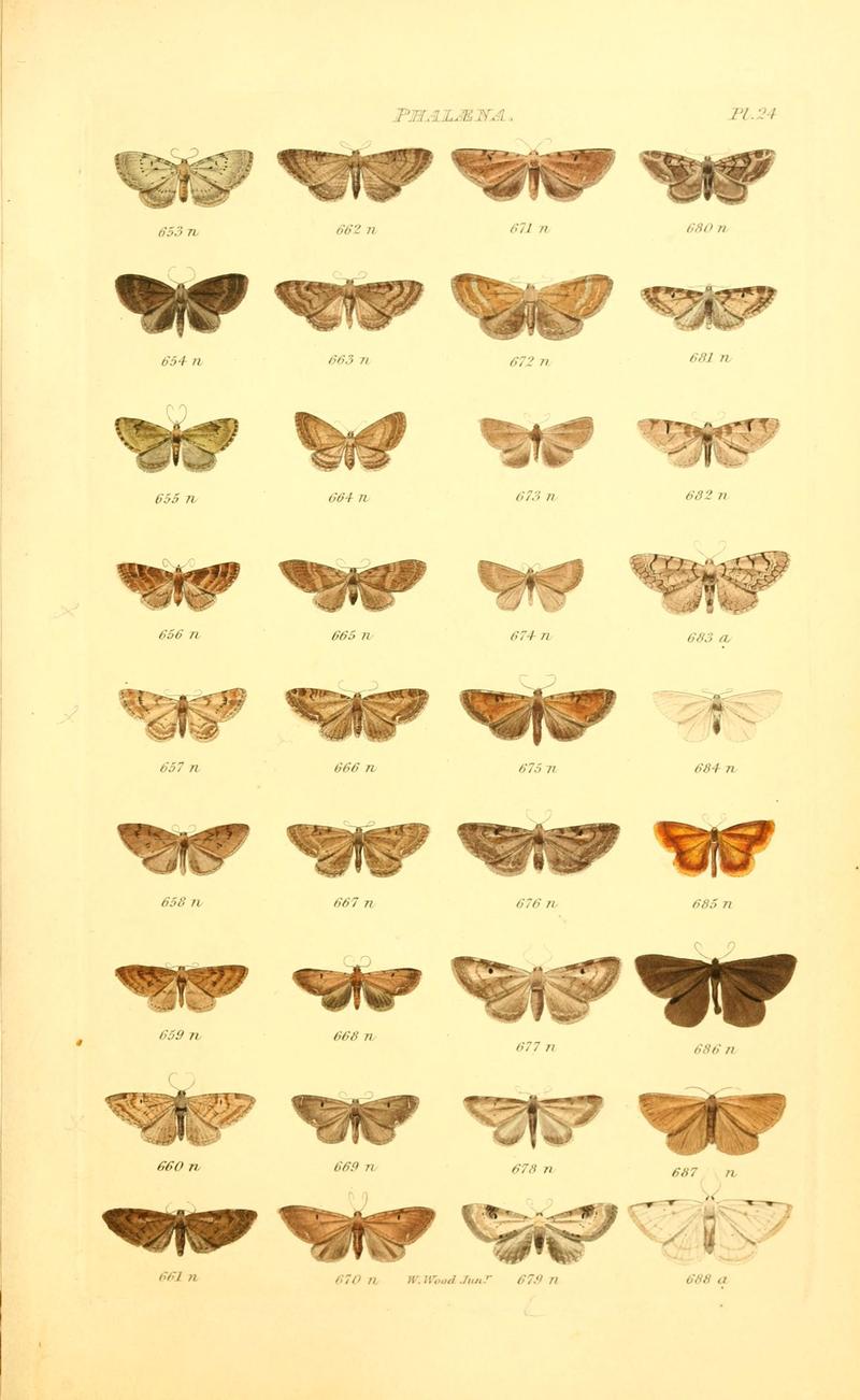Index entomologicus, or, A complete illustrated catalogue, consisting of 1944 figures, of the lepidopterous insects of Great Britain (Pl. 24) (6055593429)