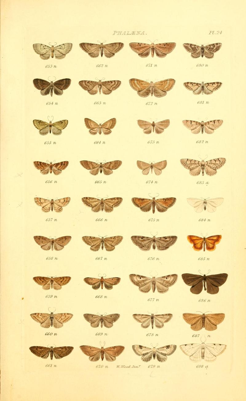 Index entomologicus, or, A complete illustrated catalogue, consisting of 1944 figures, of the lepidopterous insects of Great Britain (Pl. 24) BHL12773331