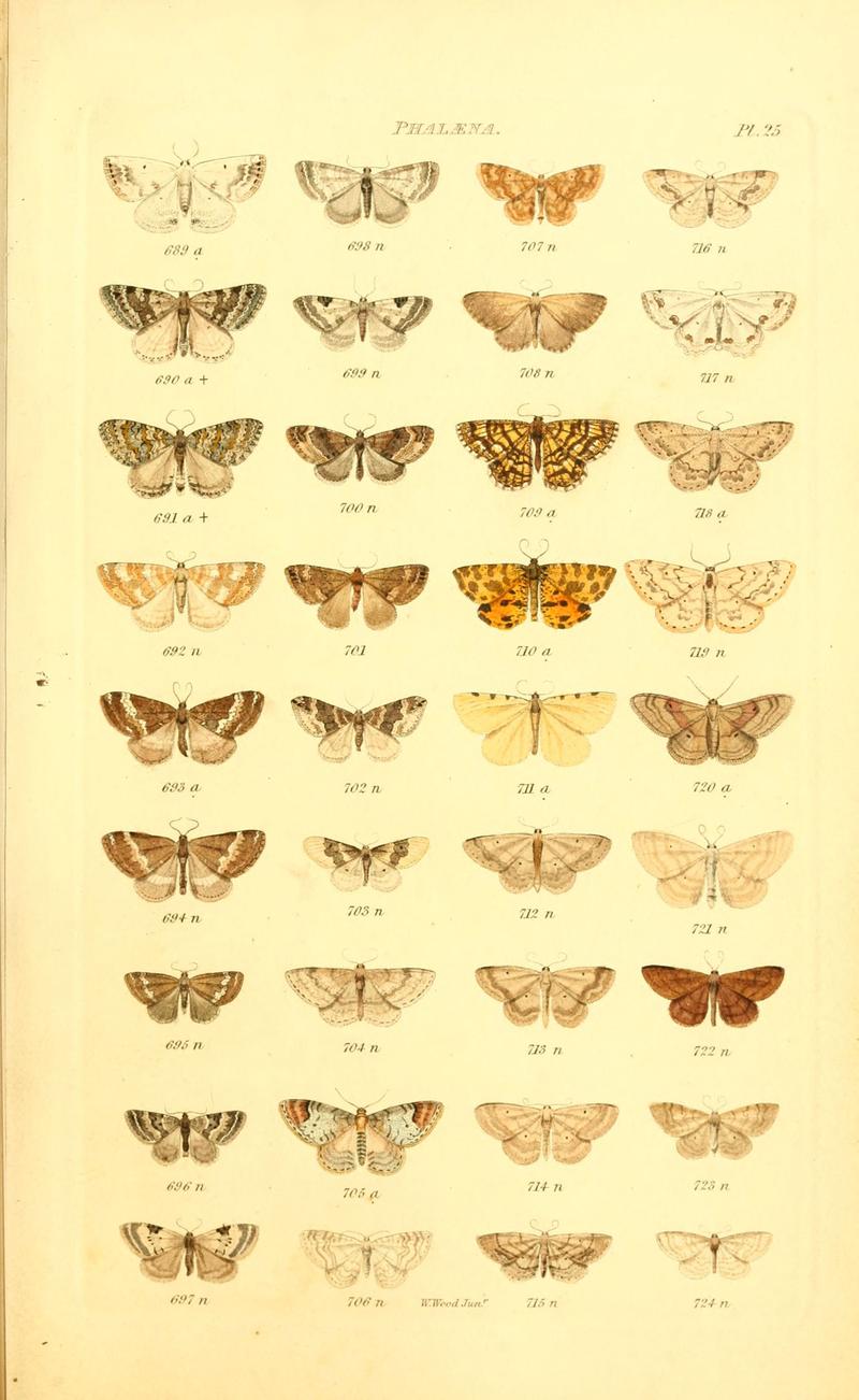 Index entomologicus, or, A complete illustrated catalogue, consisting of 1944 figures, of the lepidopterous insects of Great Britain (Pl. 25) (6055593651)