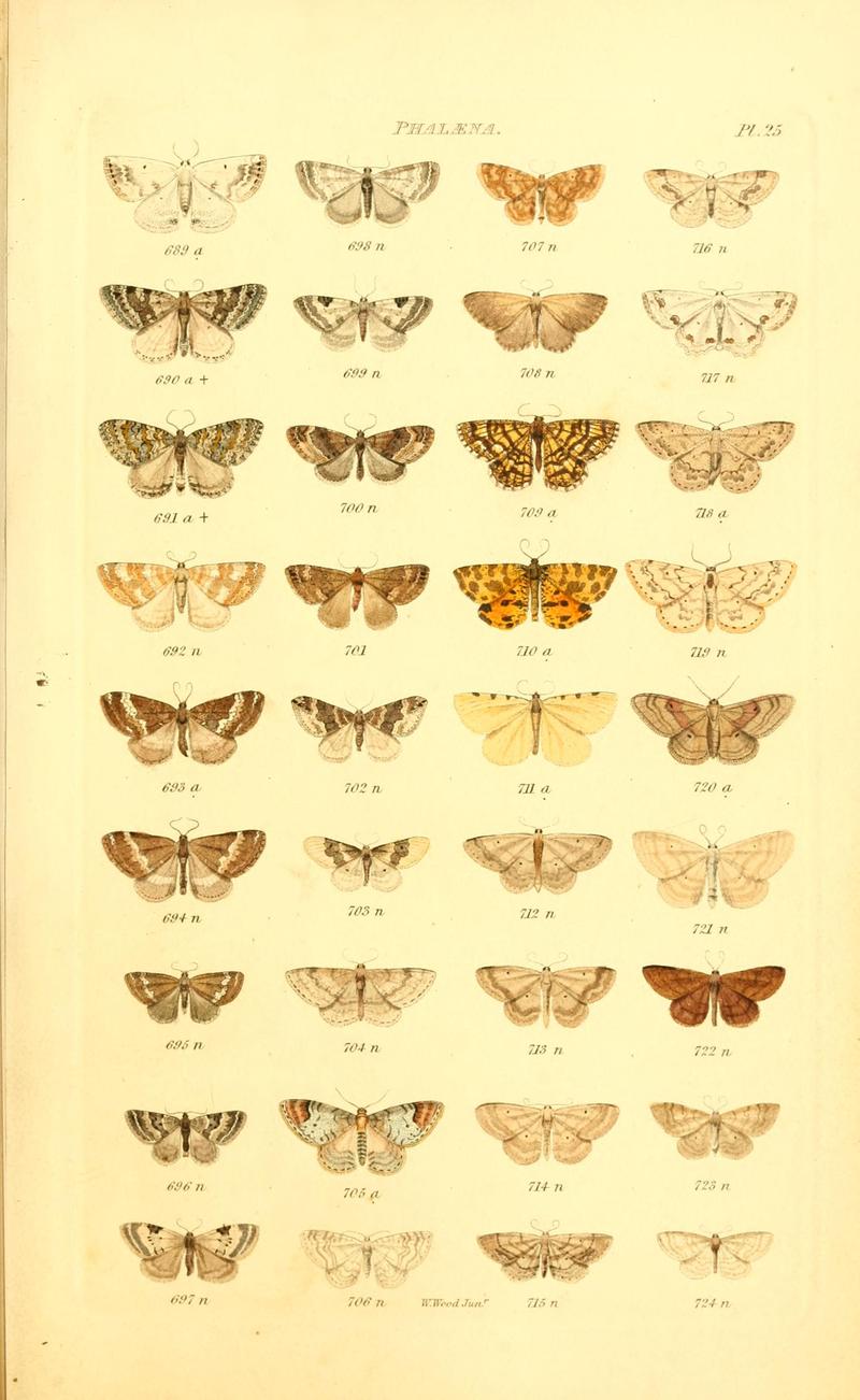 Index entomologicus, or, A complete illustrated catalogue, consisting of 1944 figures, of the lepidopterous insects of Great Britain (Pl. 25) BHL12773347