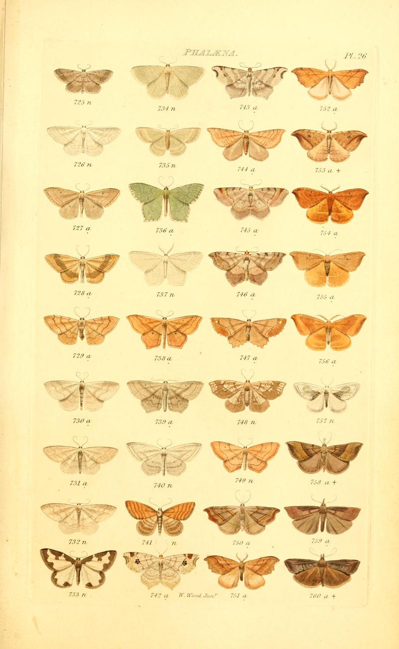 Index entomologicus, or, A complete illustrated catalogue, consisting of 1944 figures, of the lepidopterous insects of Great Britain (Pl. 26) BHL12773349